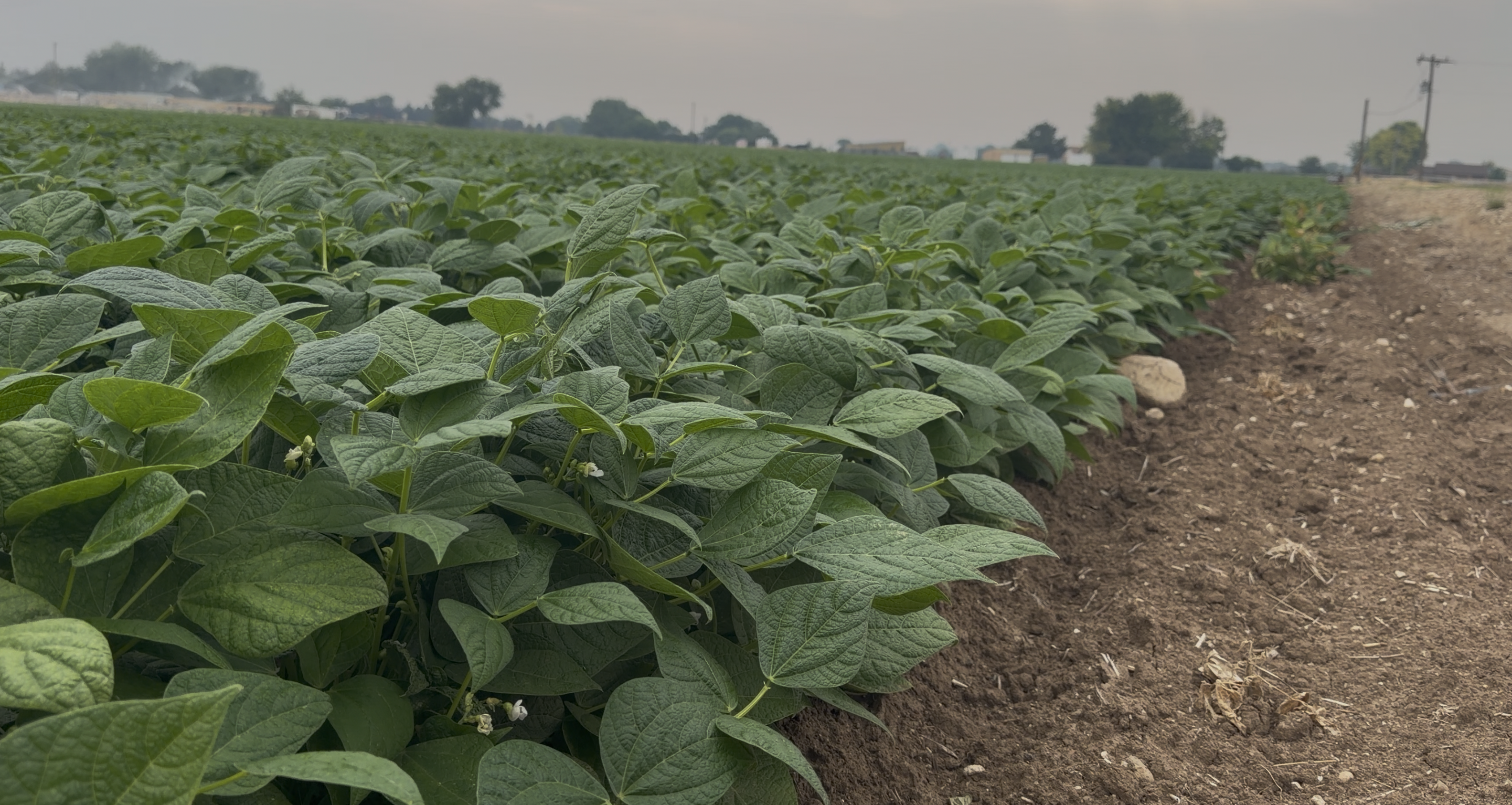 Dry Bean Plants with Bean Blossoms 