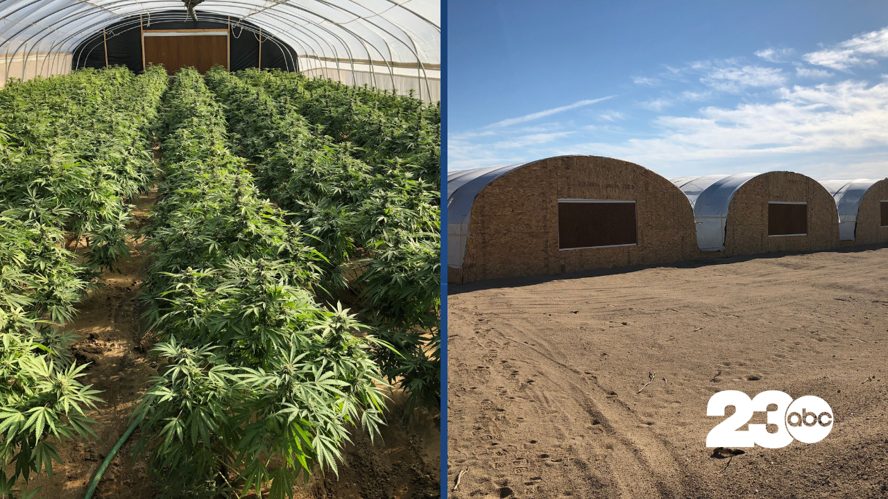 Illegal Marijuana Operations