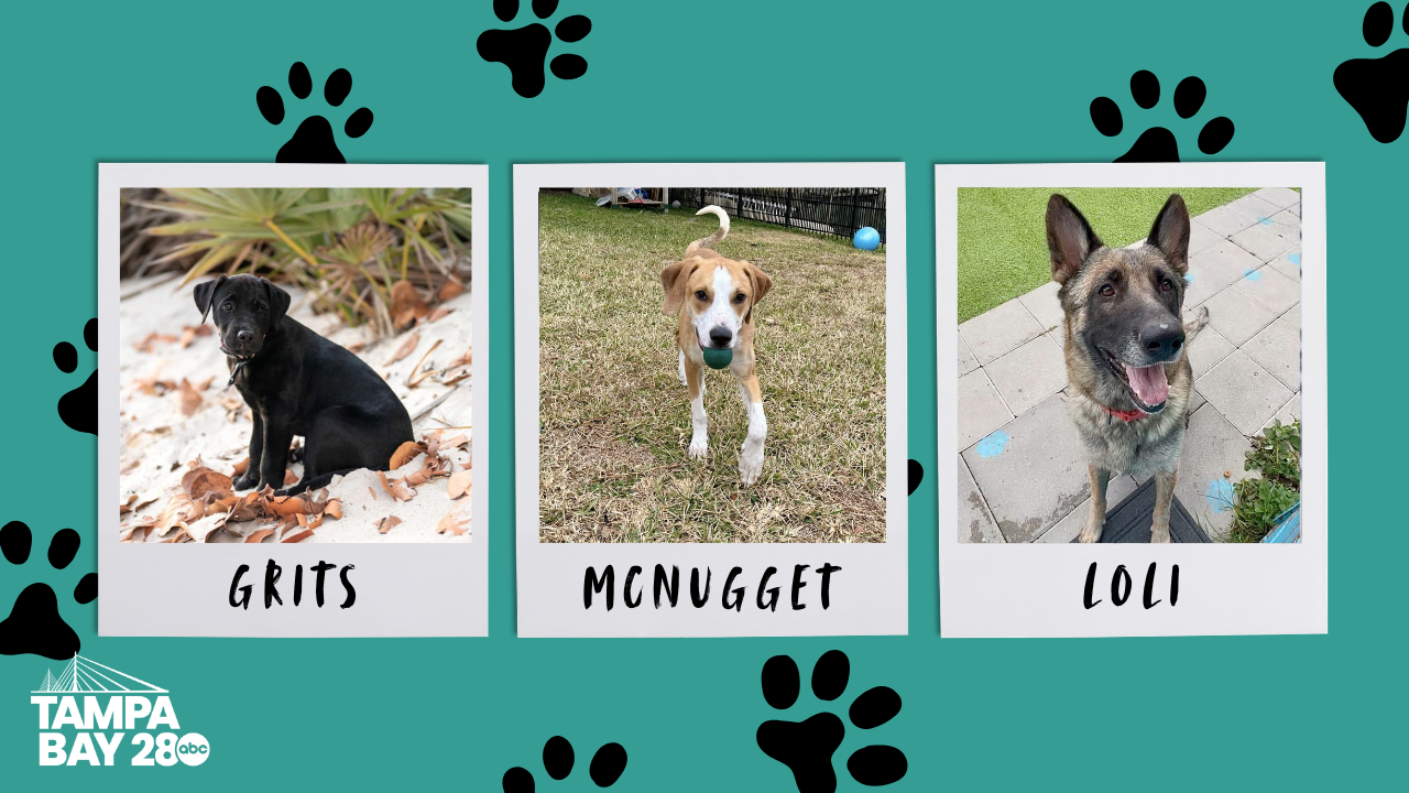 Rescues in Action: Grits, McNugget and Loli