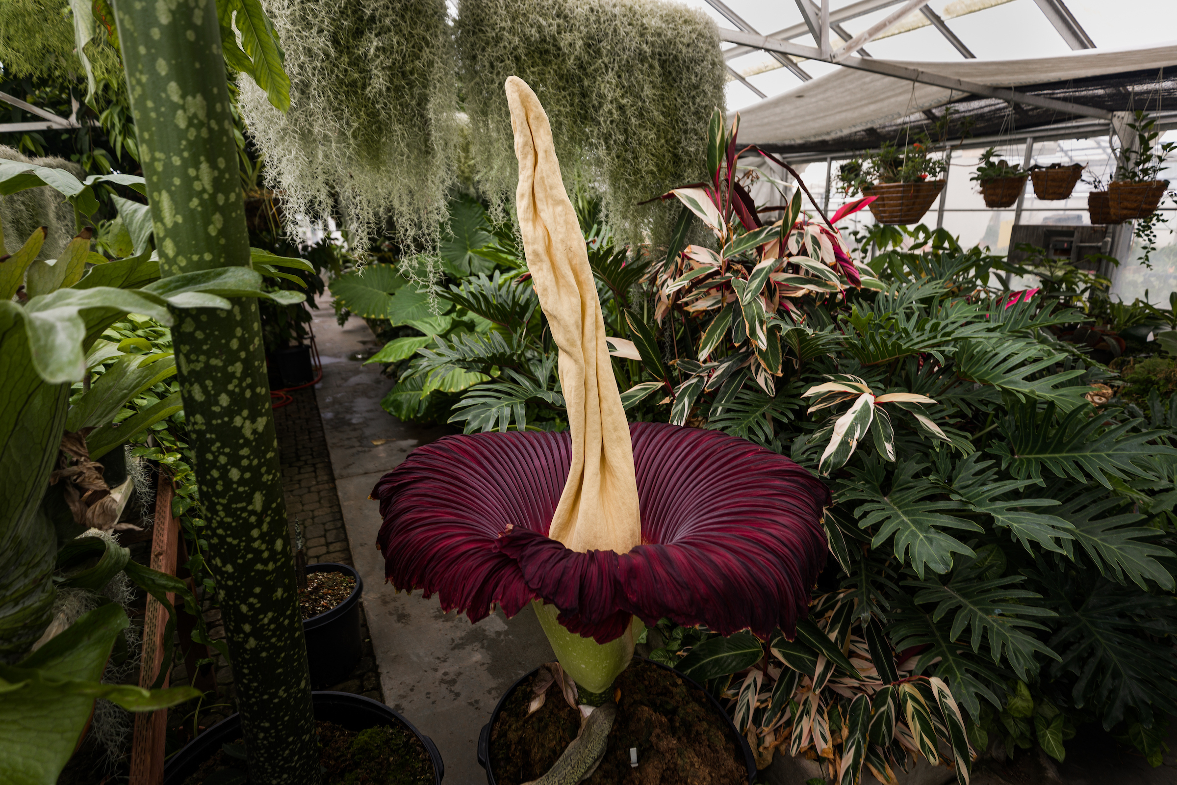 A corpse flower in full bloom on the Cal Poly campus from 2021