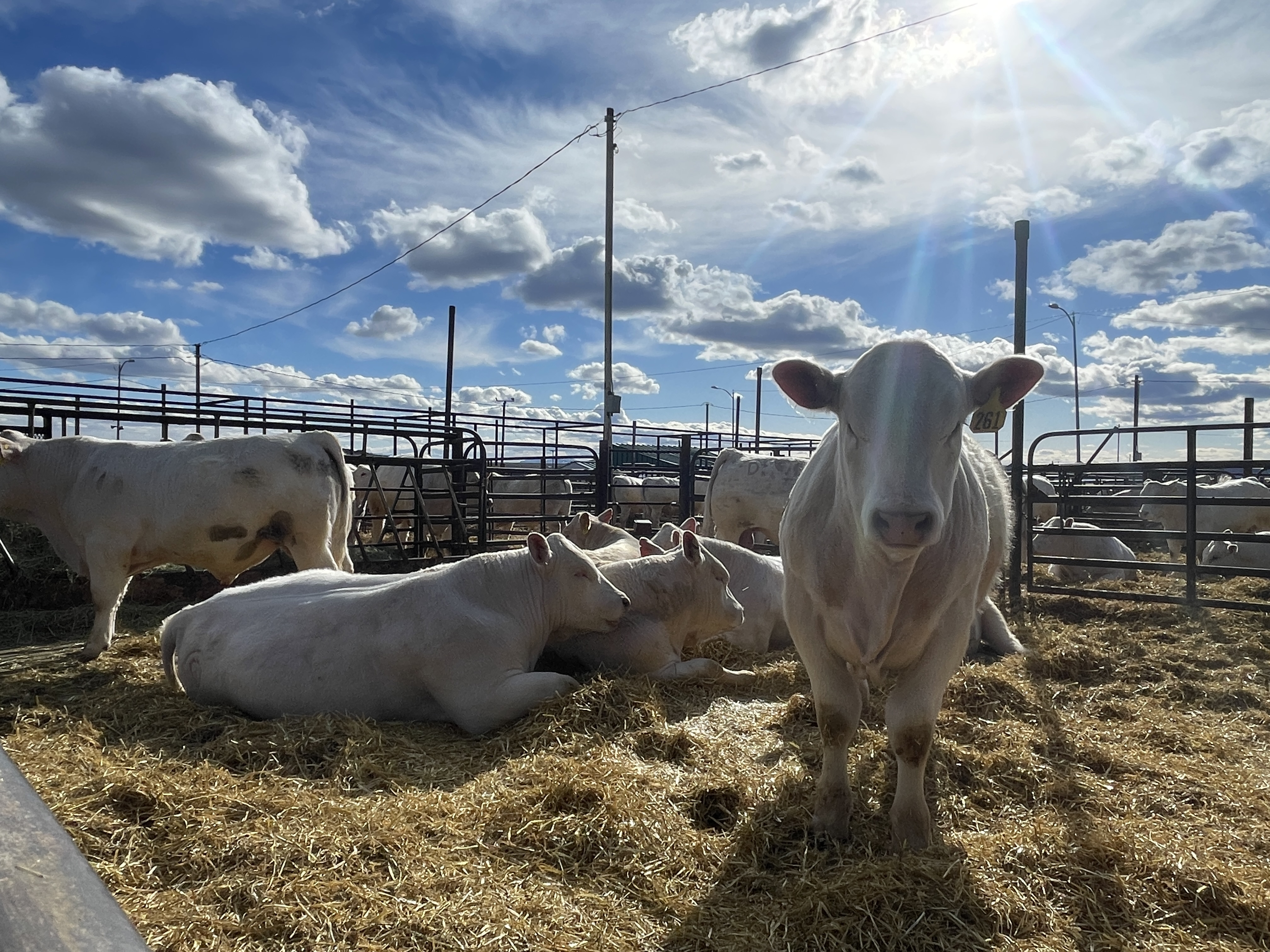 DeBruycker Charolais
