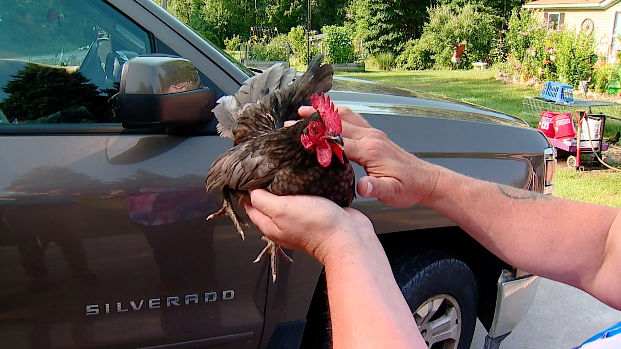 Holding rooster.jpg