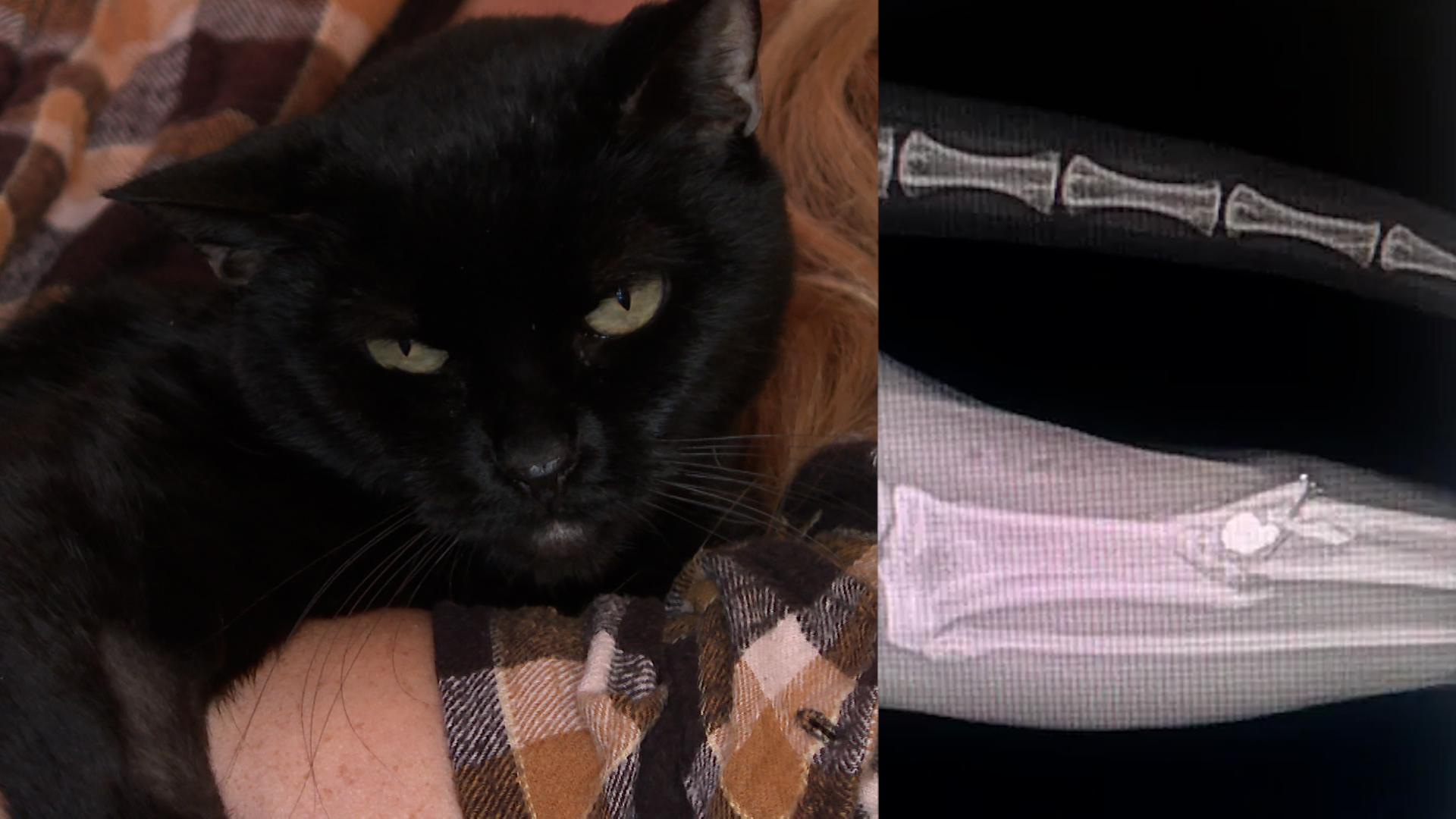 los osos cat shot.jpg