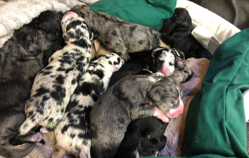 19 puppies.JPG