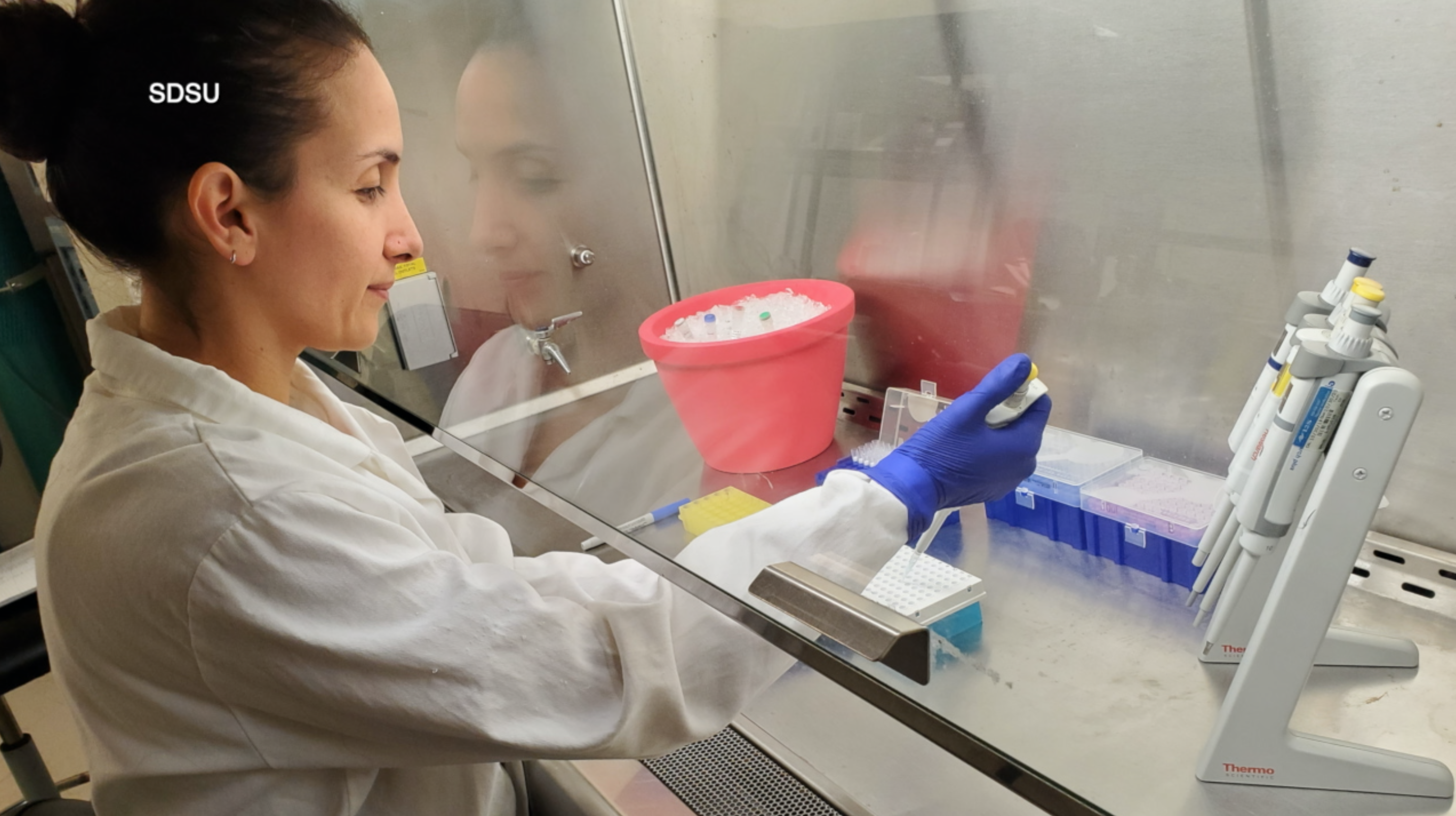 SDSU researcher conducts test on potential coronavirus swabs