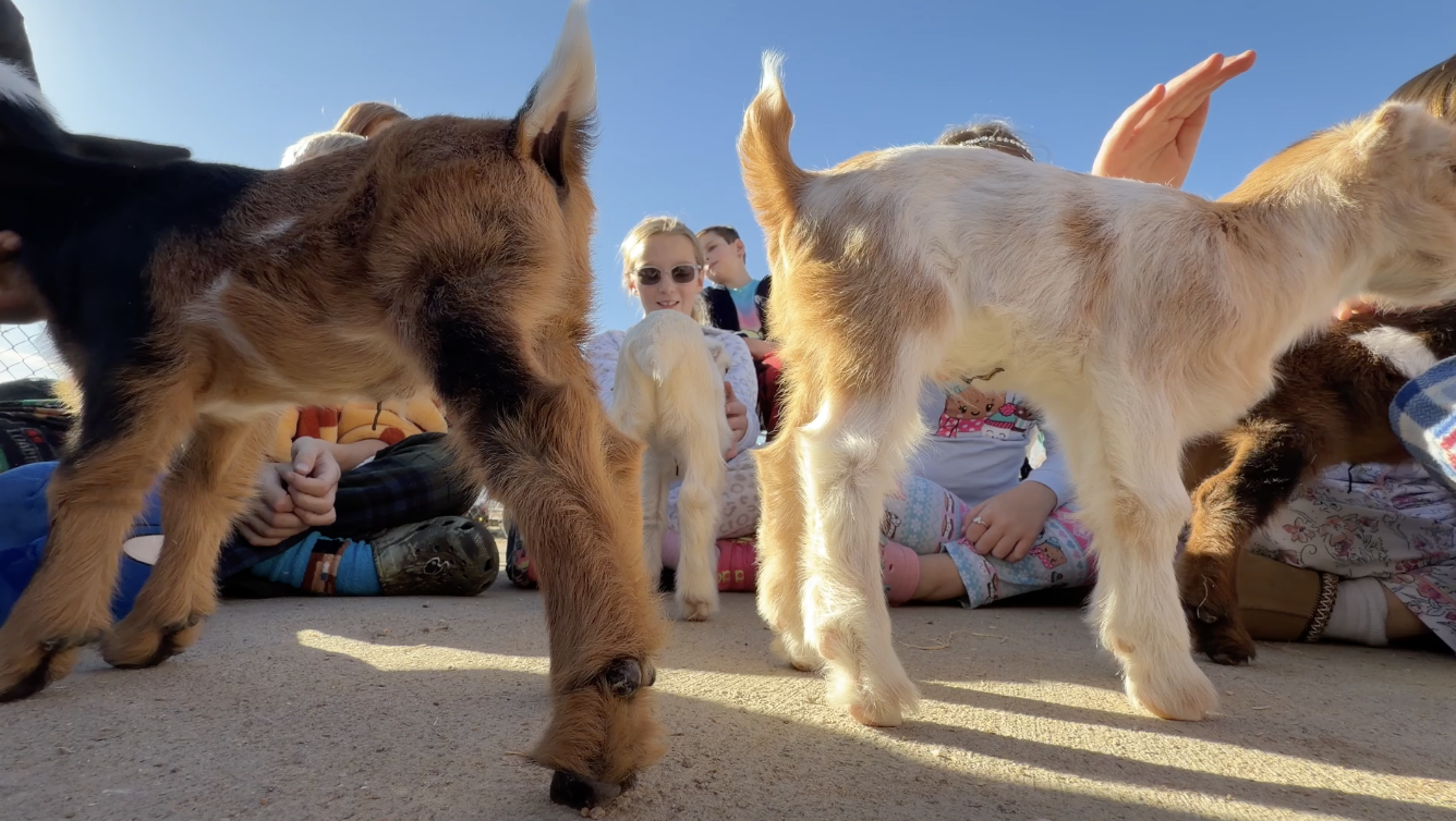Baby goats at Inspire School