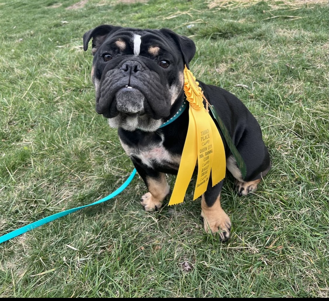 Chick the Sprinting Covington Bulldog