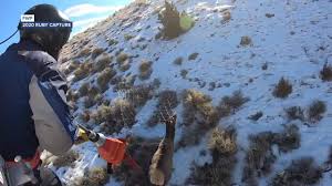 brucellosis testing.jpeg