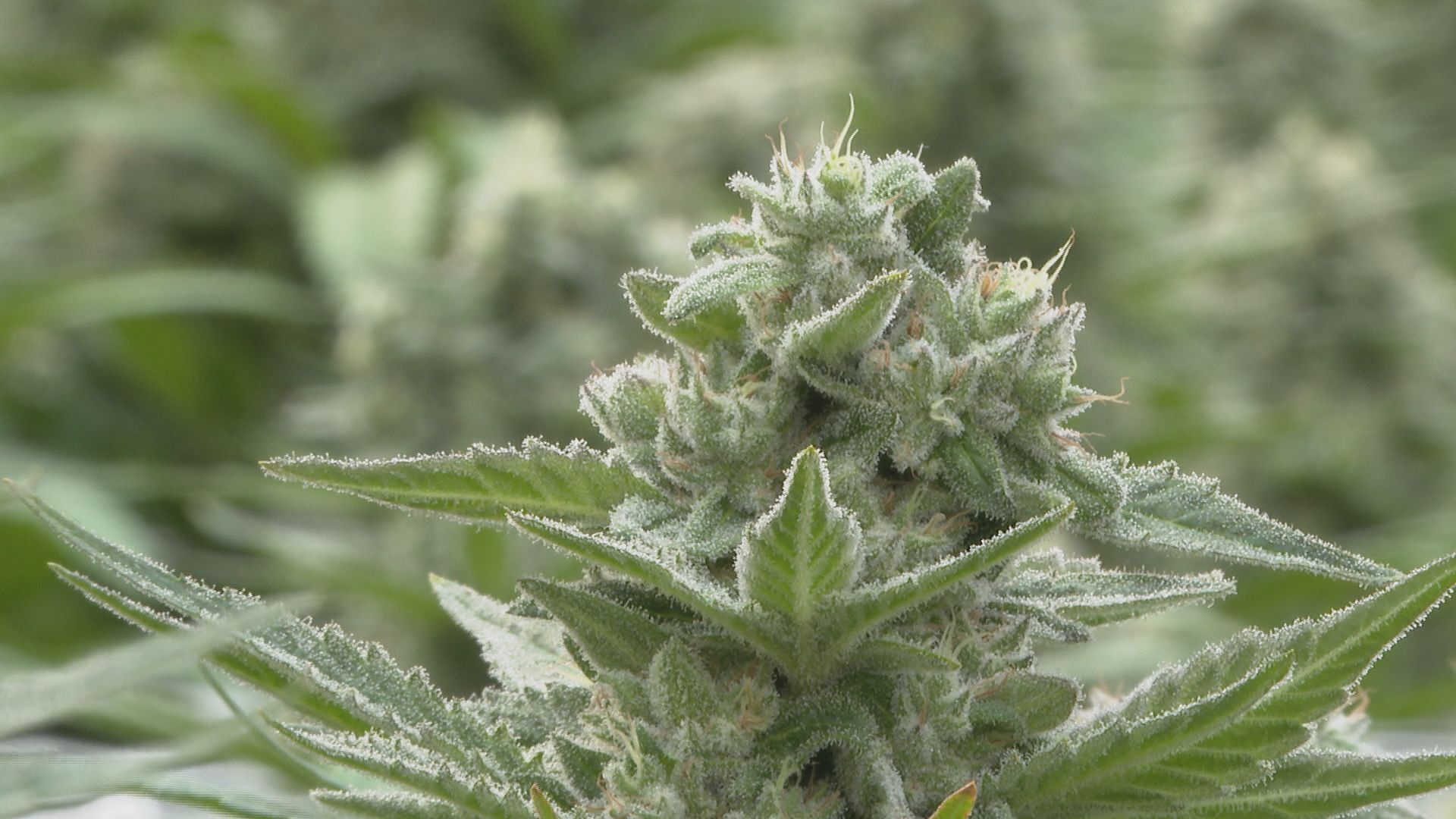 AJ's Craft Cannabis indoor grow