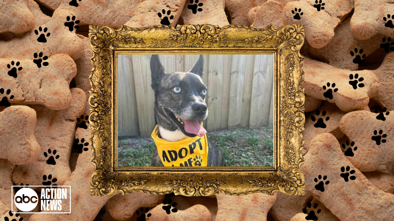 Rescues in Action: Aster