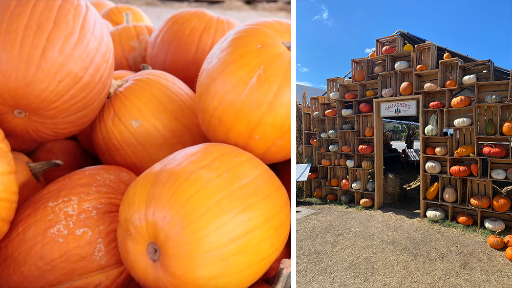 Fall Festivals Thumbnail.png