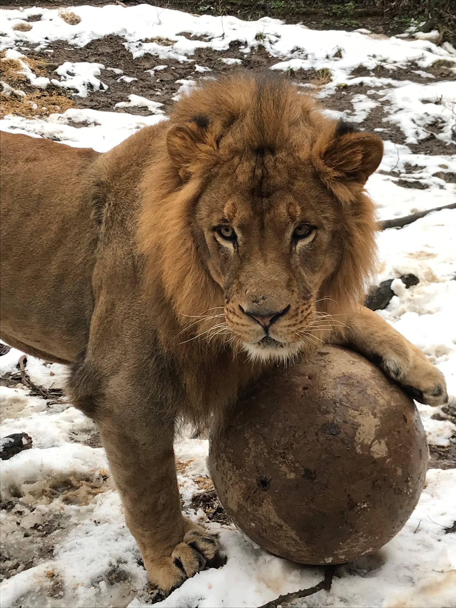 Boboo with a boomer ball.jpg