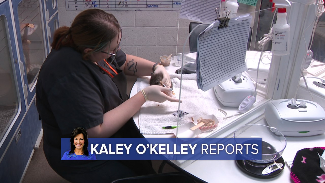 Kaley O'Kelley (2).png