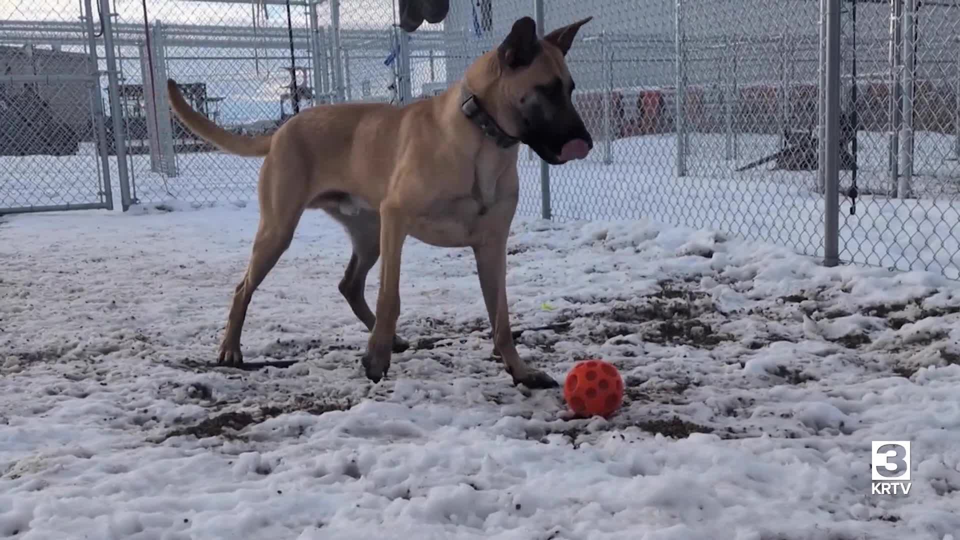 Pawsitive Impact: Things to consider before adopting a pet