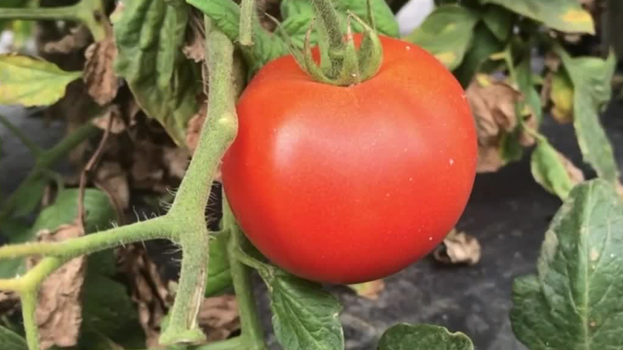 wptv-tomato-produce.jpg