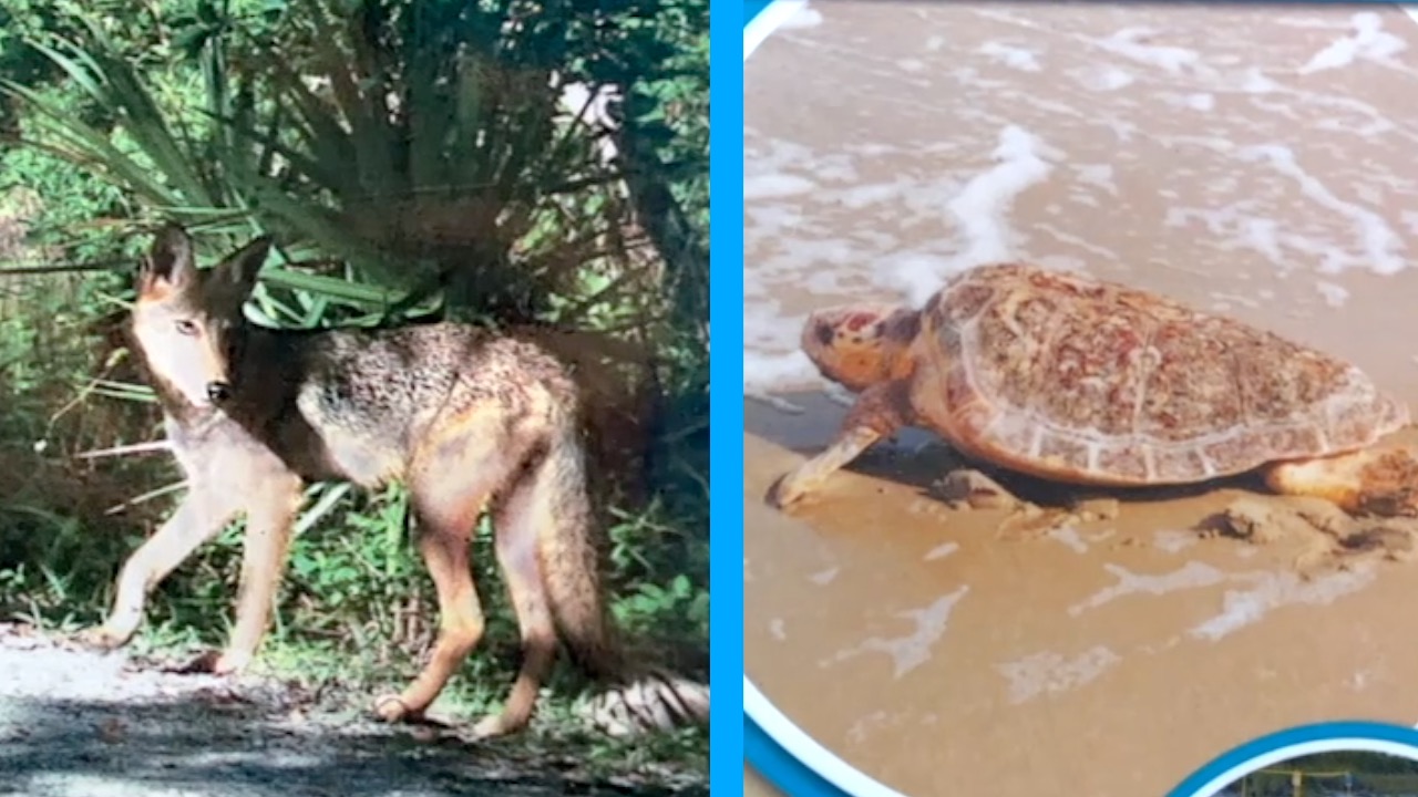 COYOTE PLAN UPDATE THUMBNAIL.jpg