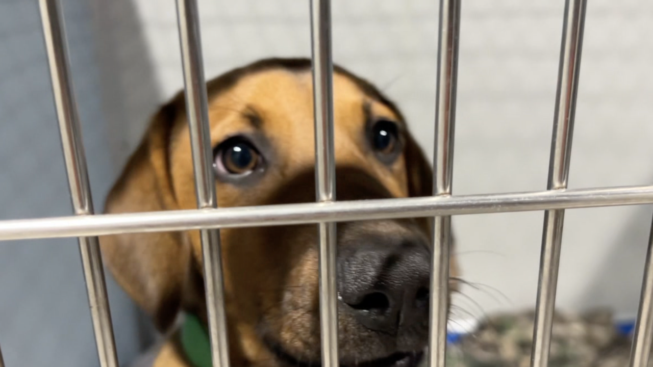 animal cruelty lawyer.png