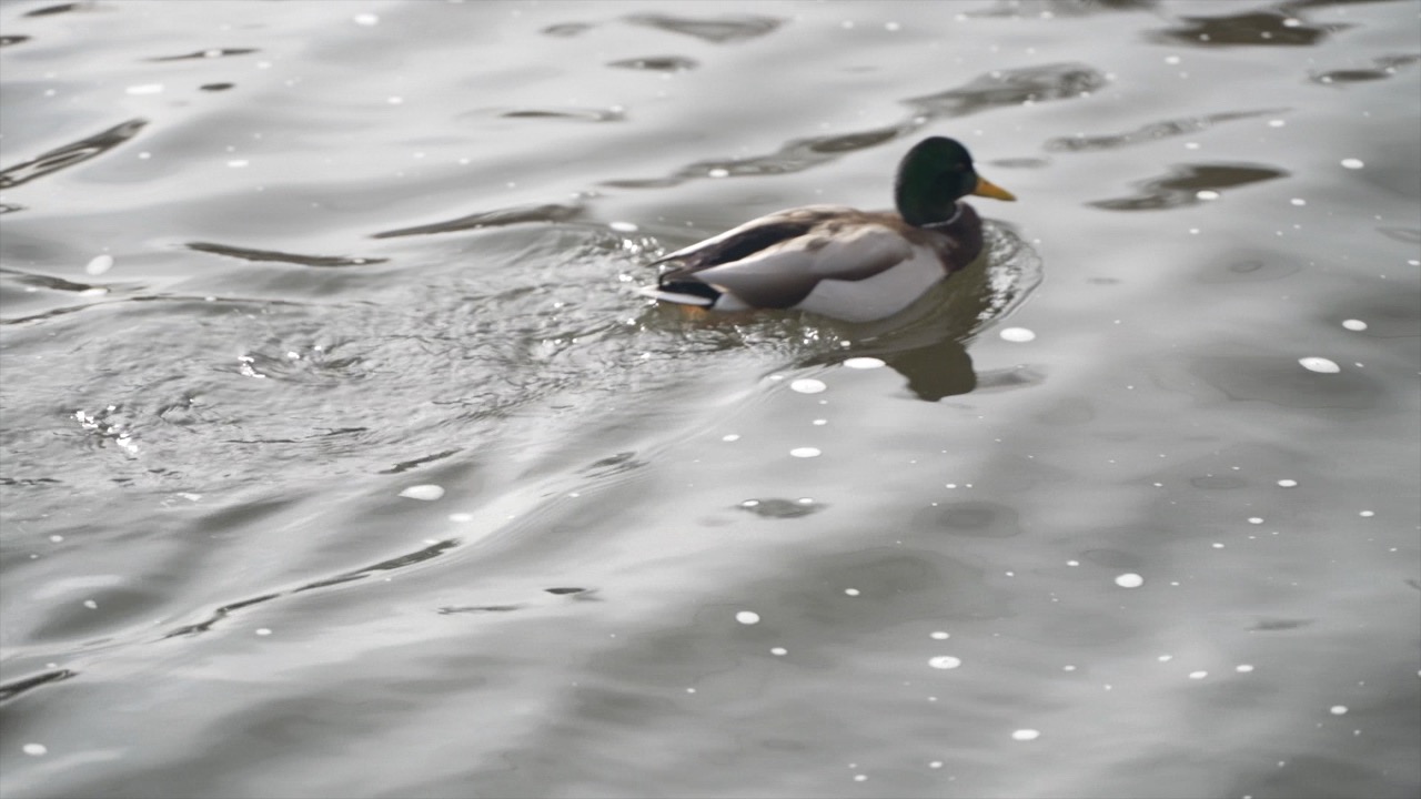 Duck in Confluence Park.jpg