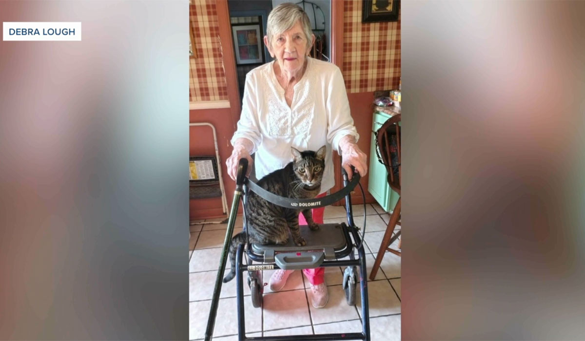 Cat rescue 