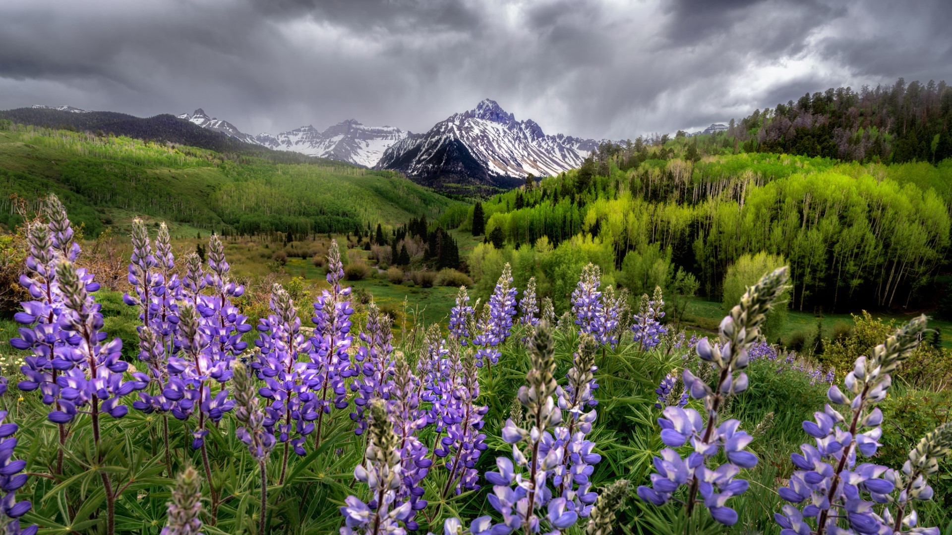 Colorado wildflowers