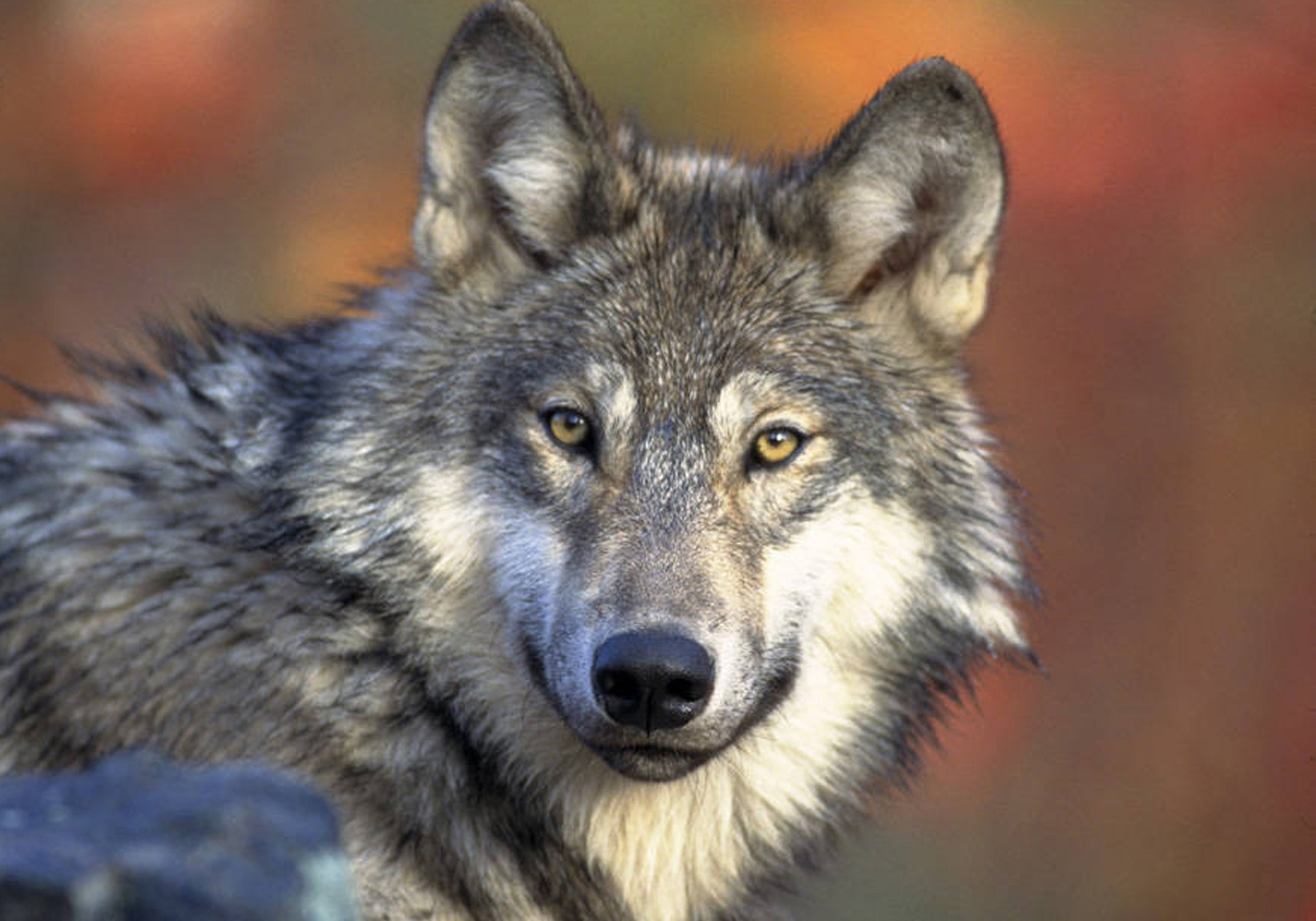 Gray Wolf Michigan