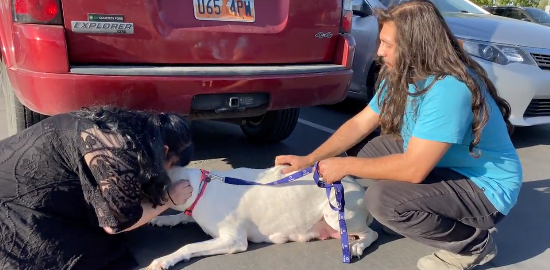 US 95 crash dogs returned