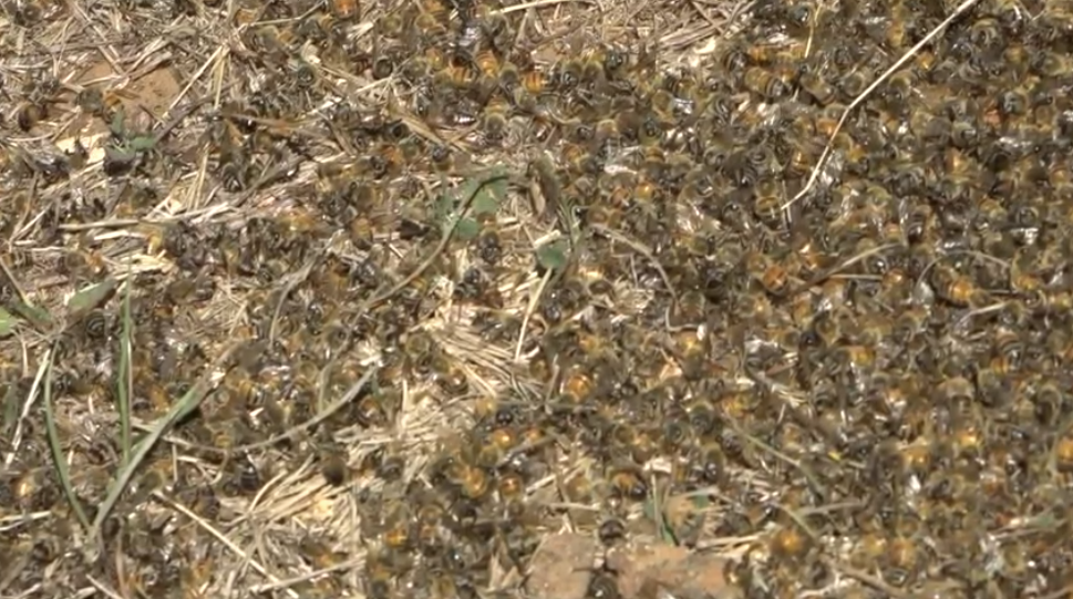 San Diego bee sanctuary death