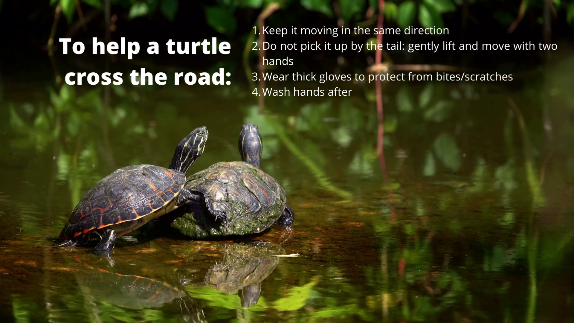 Turtle