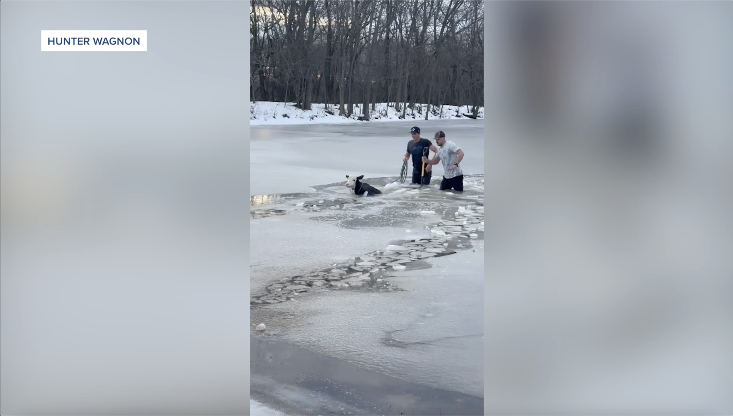 Calf rescue in Oklahoma