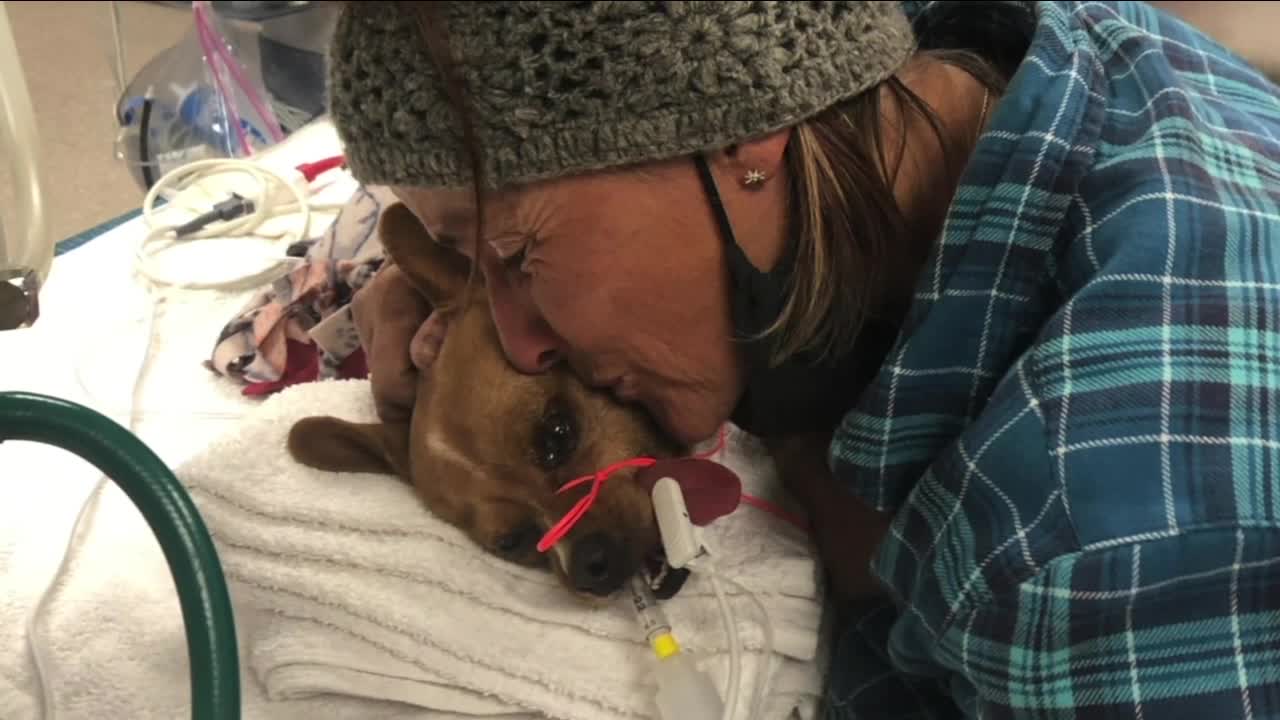 Woman urges pet owners to thoroughly screen veterinarians after dog dies of misdiagnosis