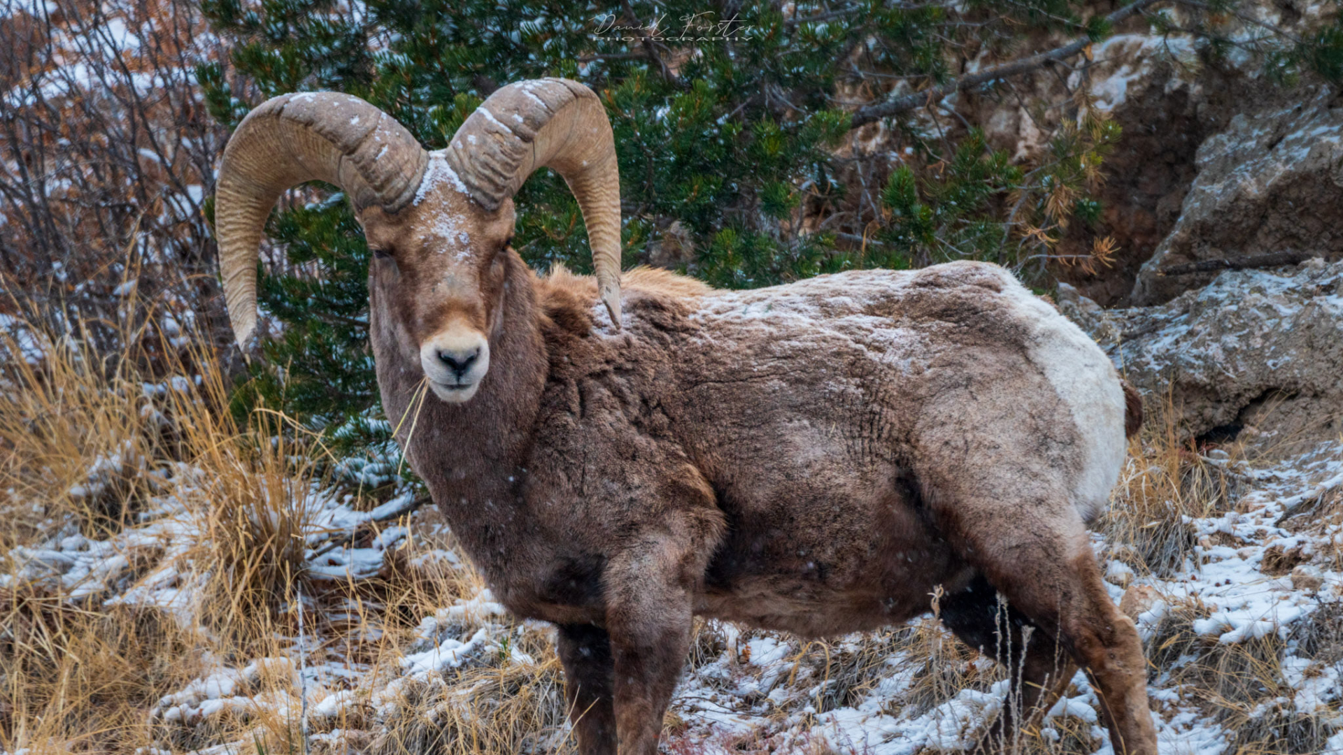 Rams Daniel Forster 1.jpg