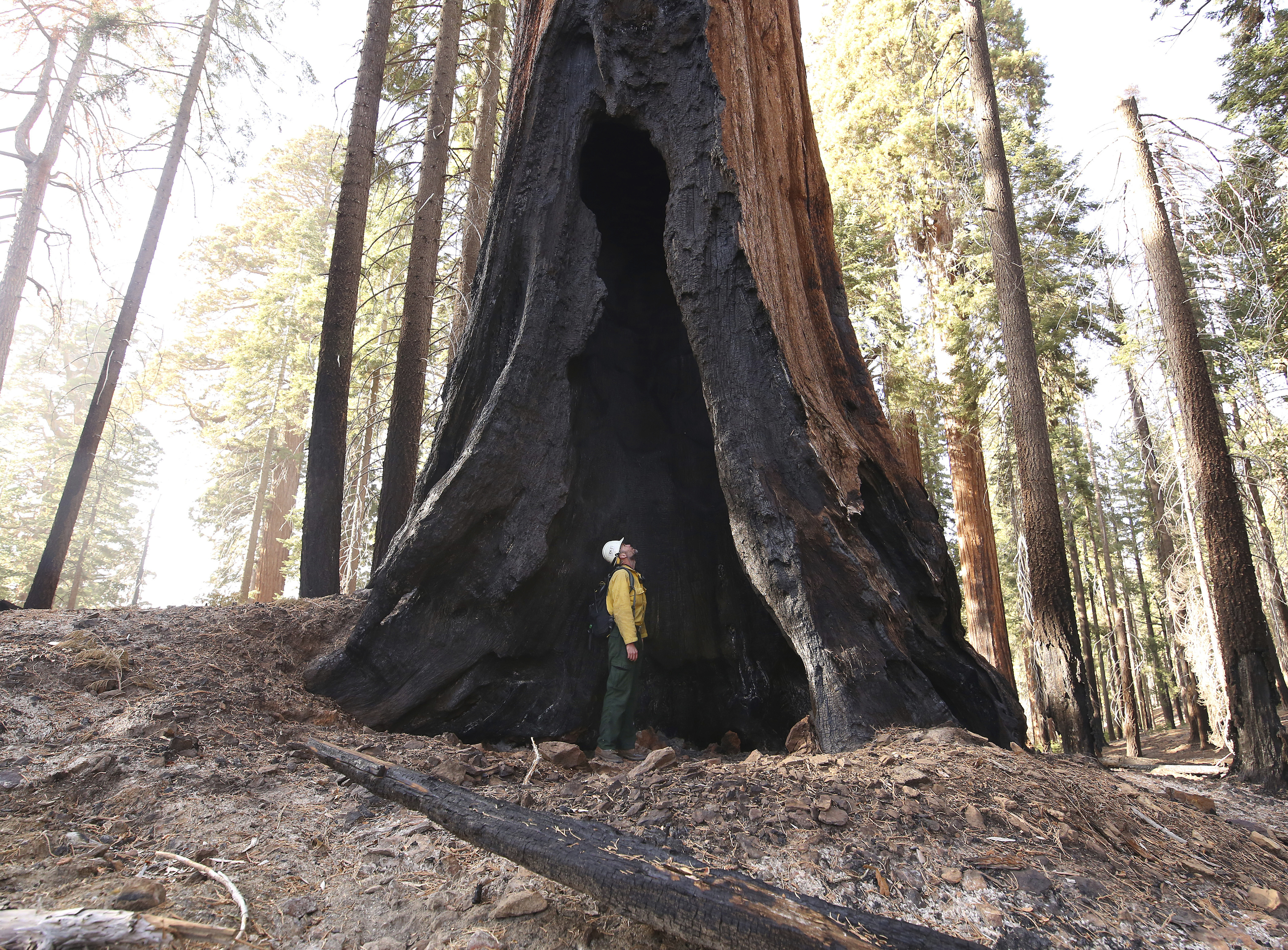 APTOPIX Giant Sequoias Killed