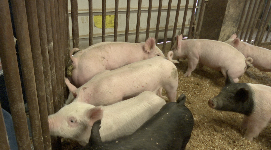 Big Sky High School FFA