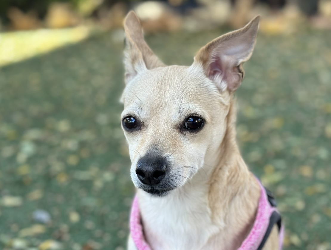 Pet of the Week: Patty