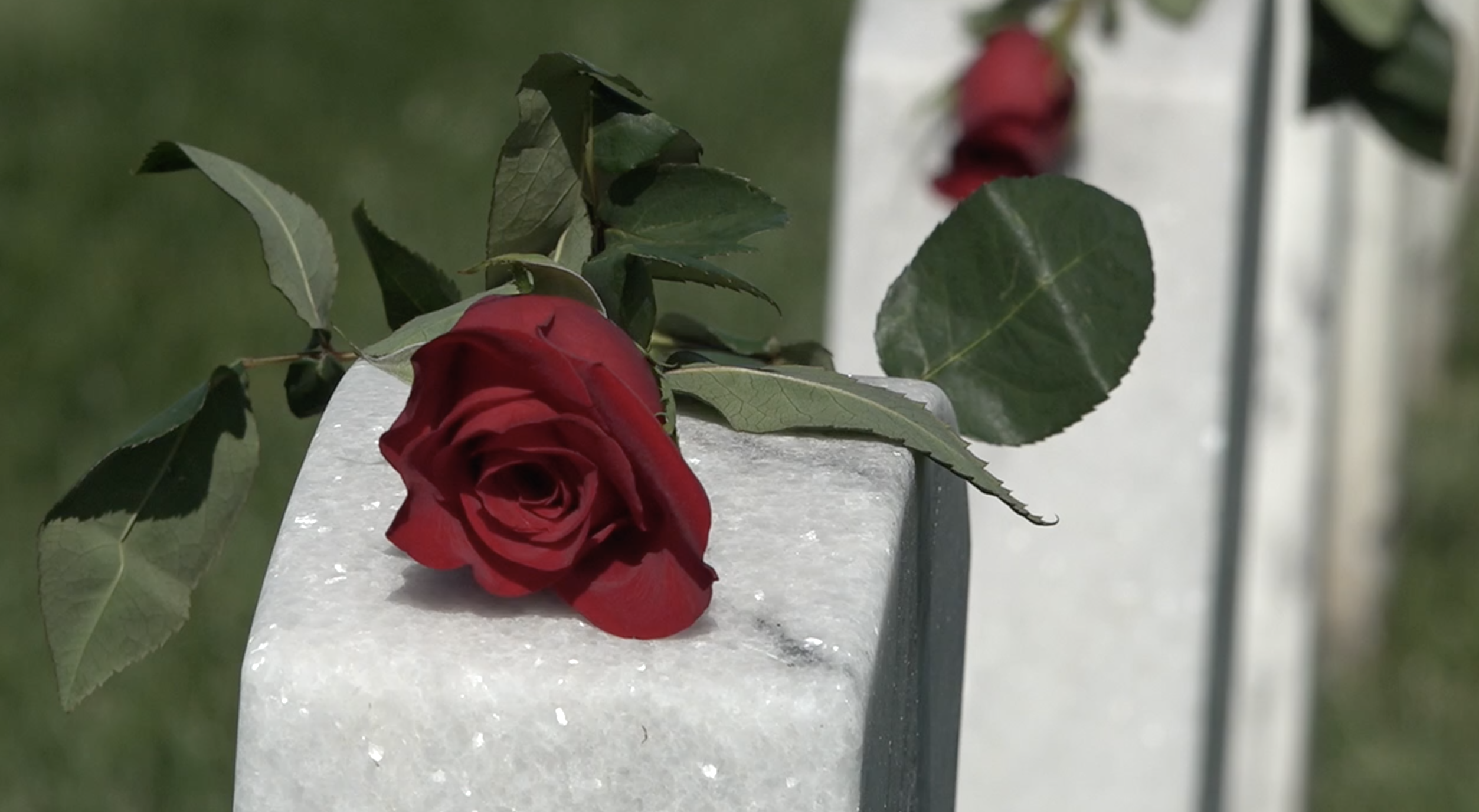 'Roses for Veterans' campaign expands to more local cemeteries on Veterans Day weekend