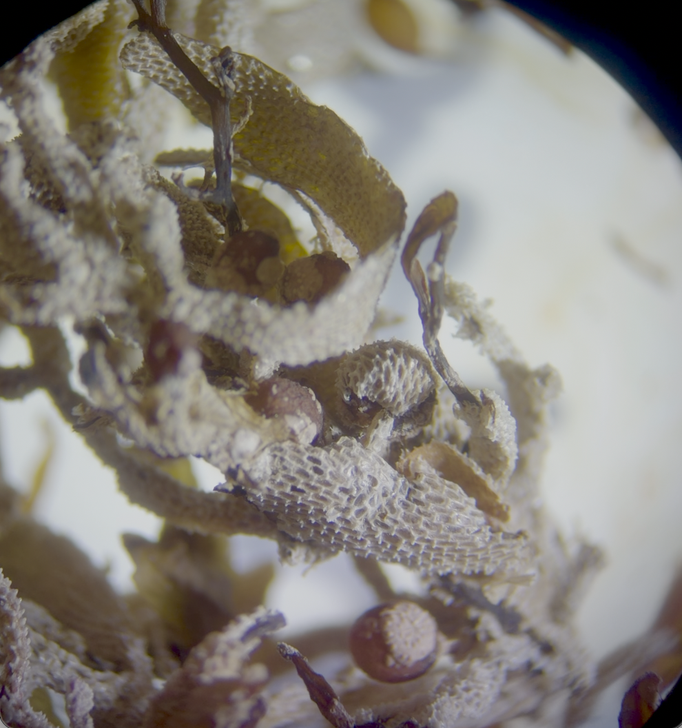Graduate Student Leverages Pageant Platform for Environmental Education