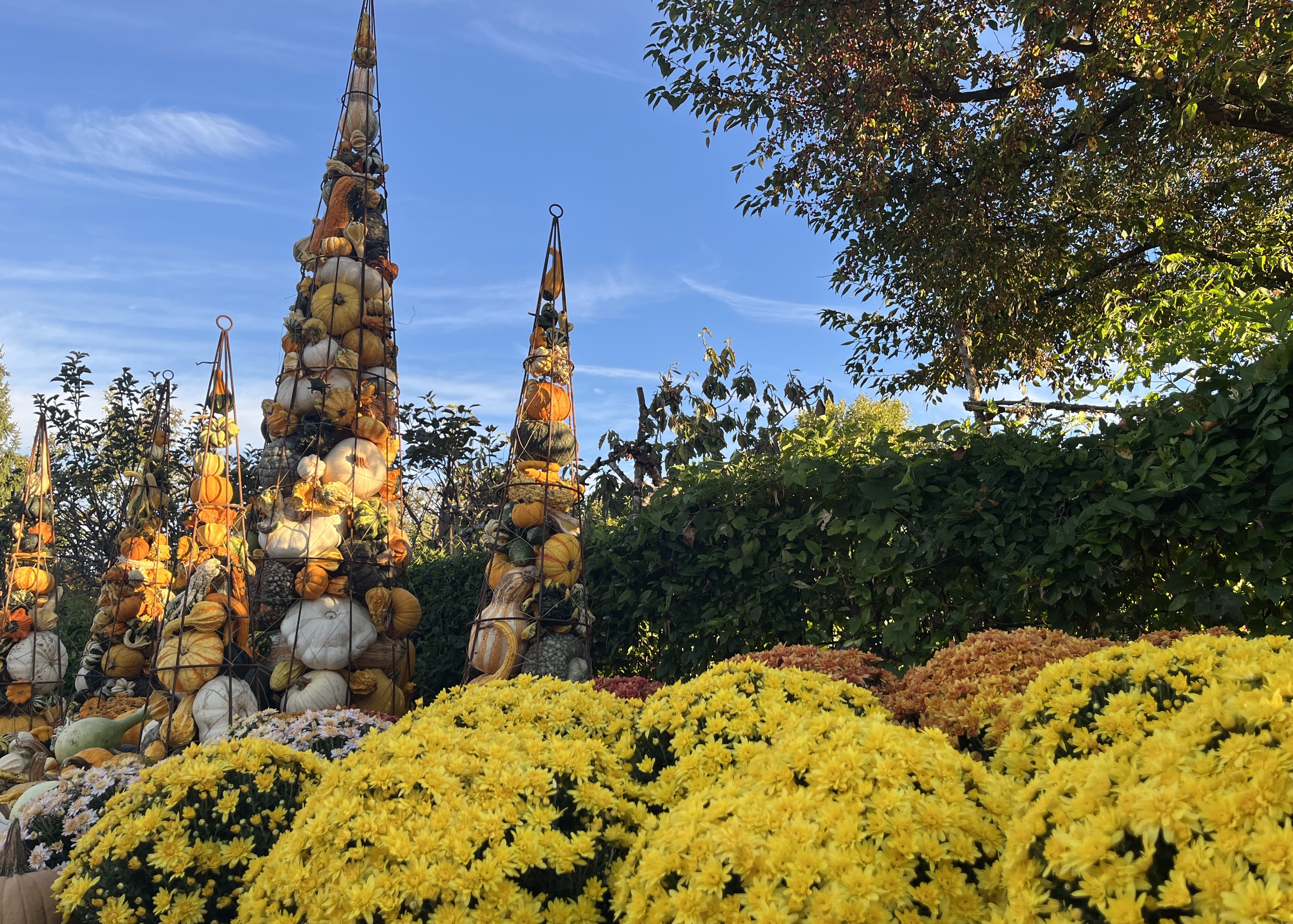 Meijer Gardens Mums 2025