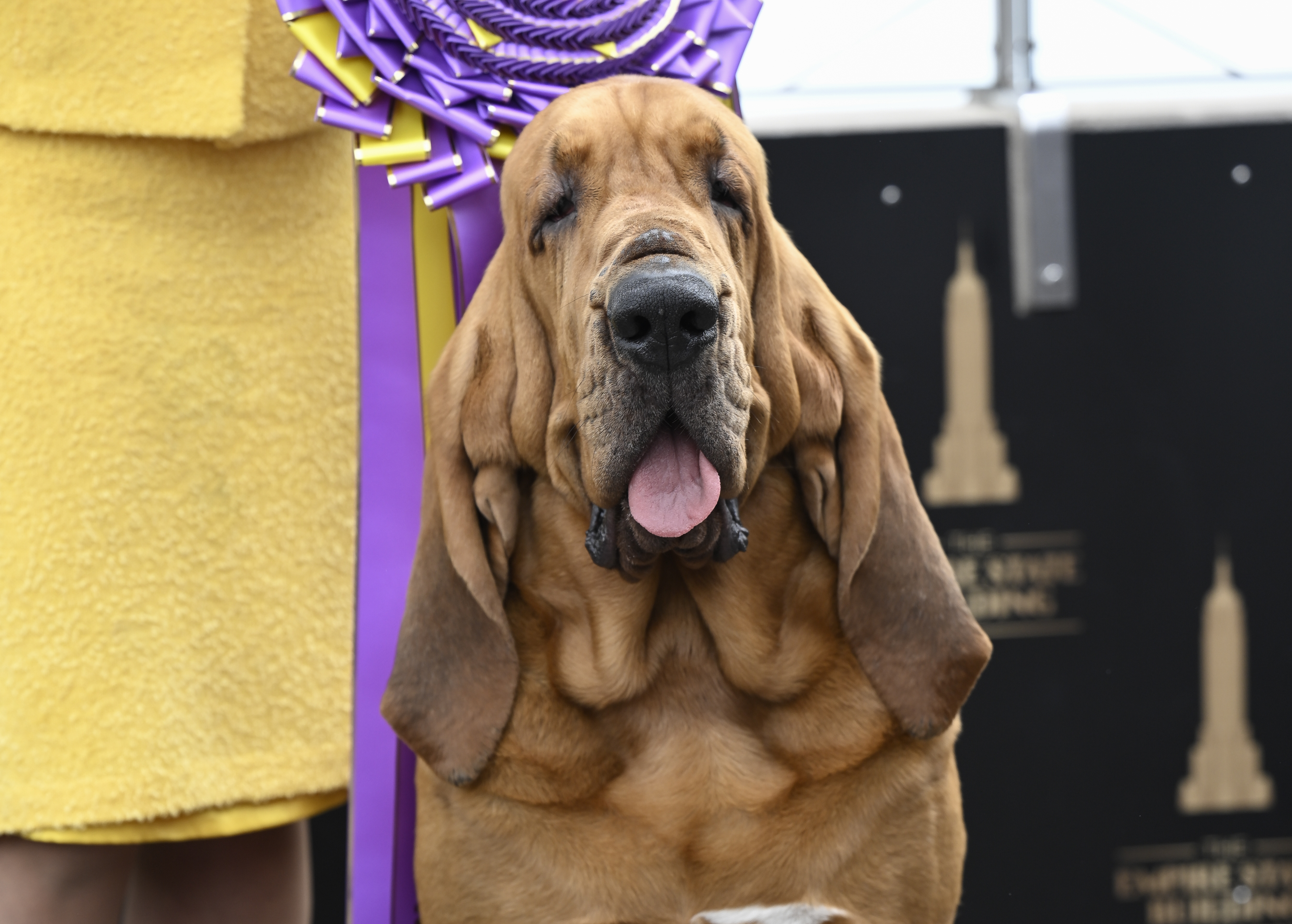 Westminster Kennel Club Winner visits the Empire State Building