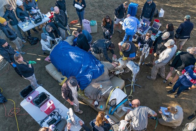 San Diego Zoo Safari Park rhino's broken toe on the mend
