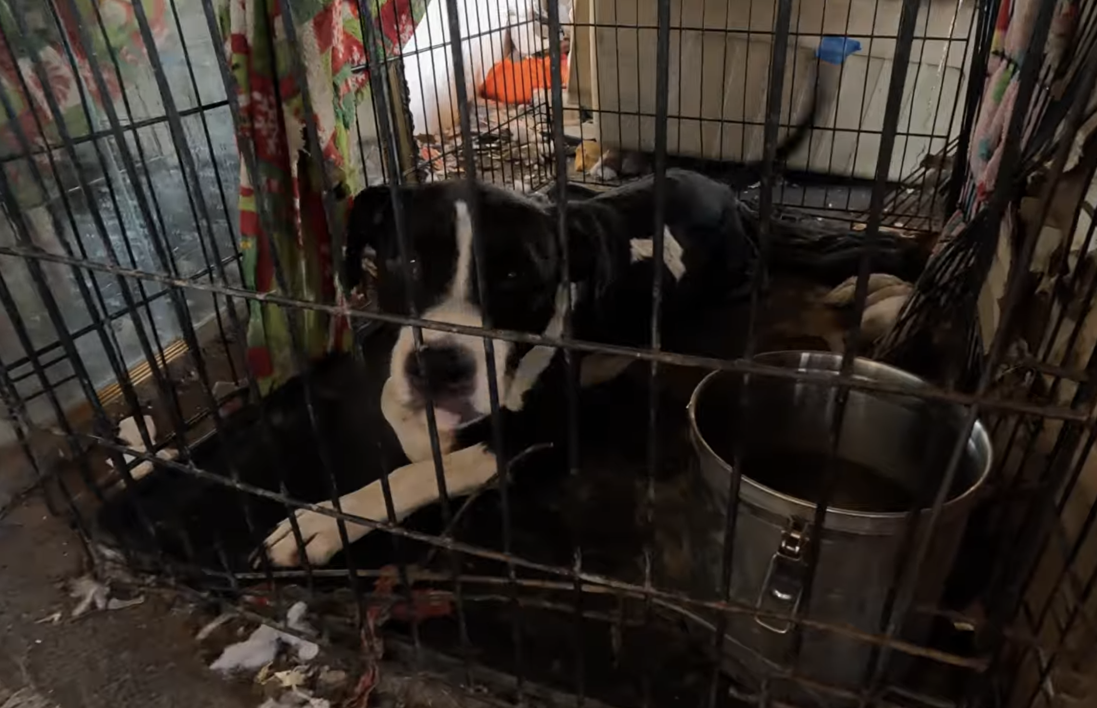 Litchfield Park dogs rescued