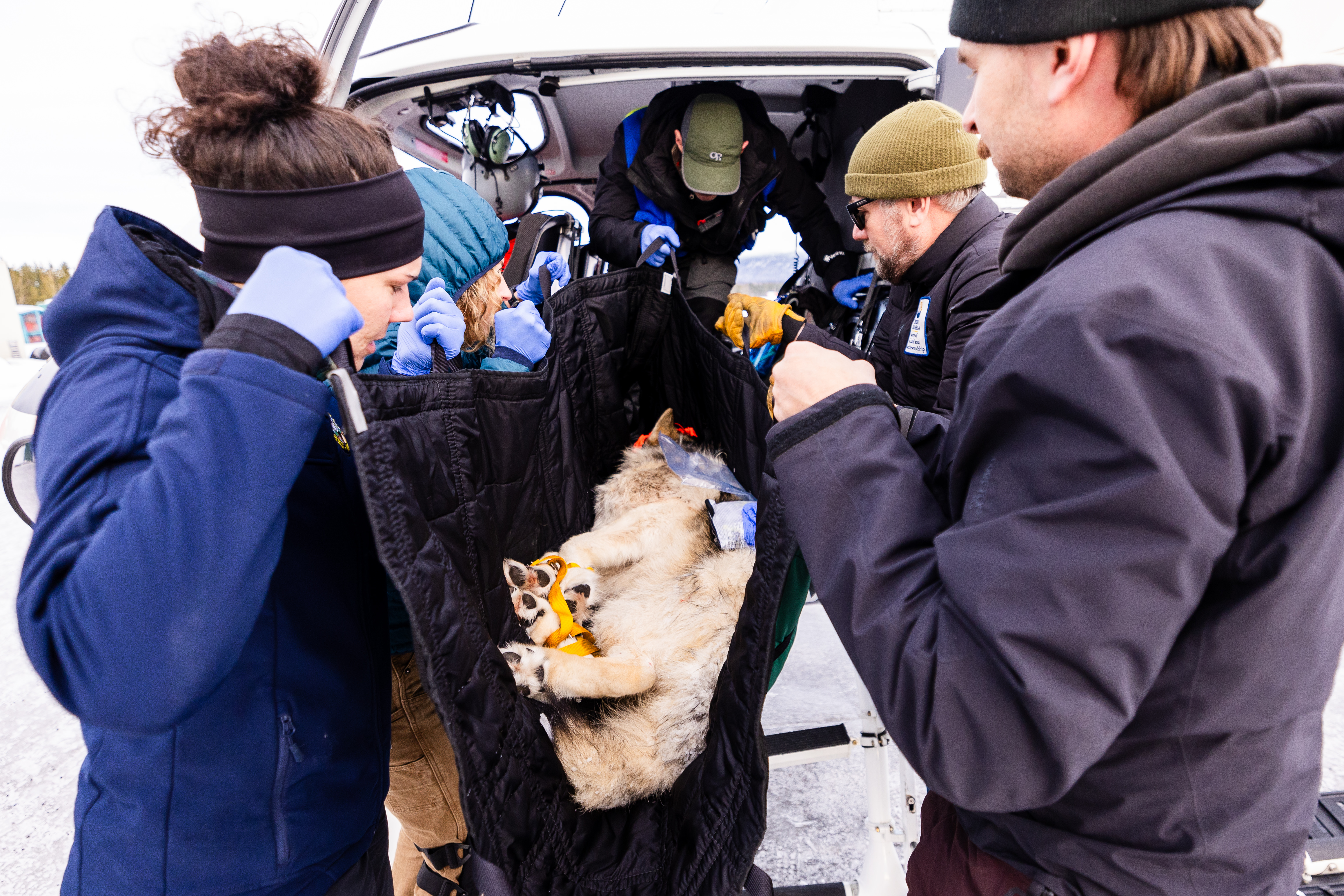 Wolf carried by staff_Colorado Parks and Wildlife