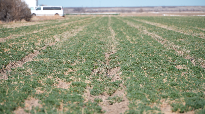 "Worst season we could ever have" low snowpack in mountains could hurt Arkansas Valley farmers