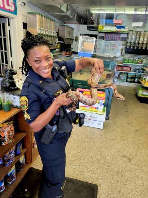Red Tail Python.jfif
