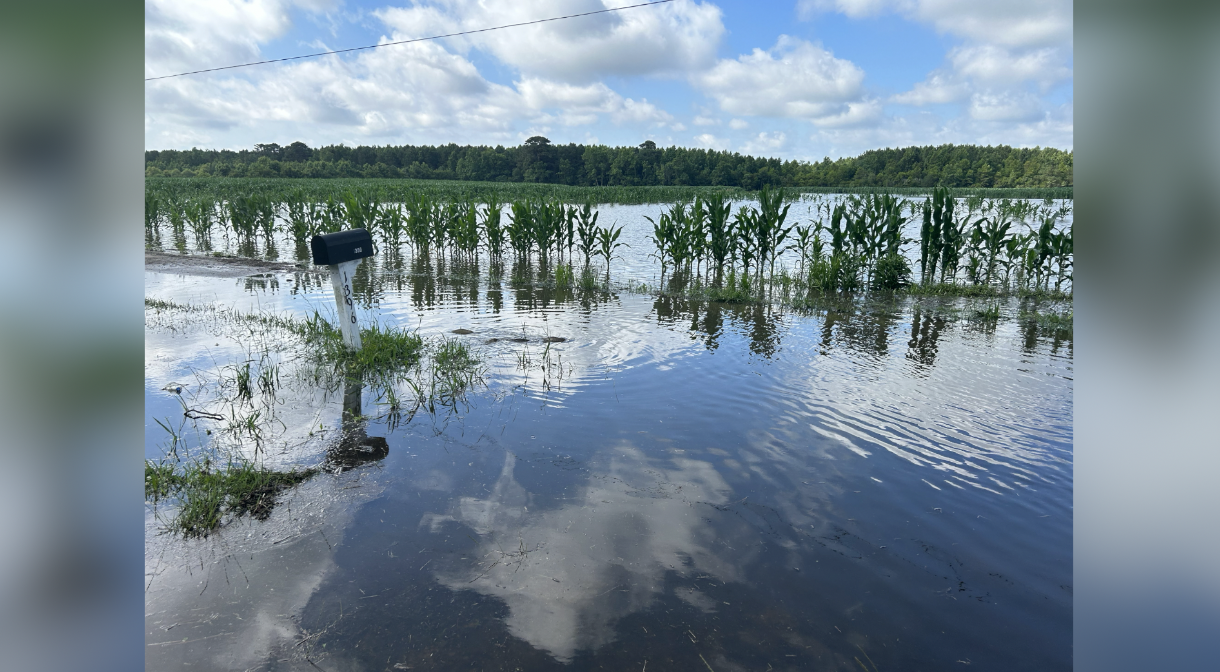 Back Bay Marsh Restoration