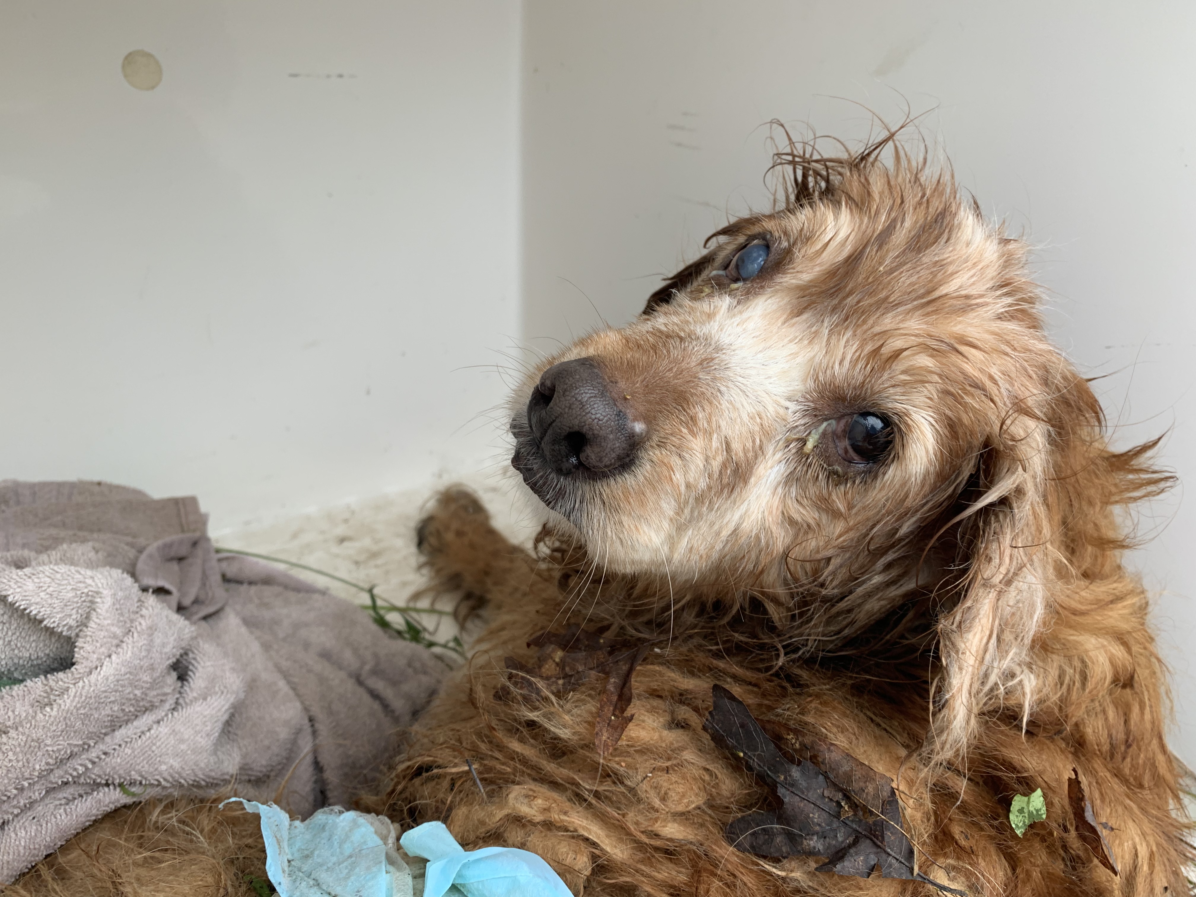 Injured dog euthanized after possible dumping: 'This animal needed help'