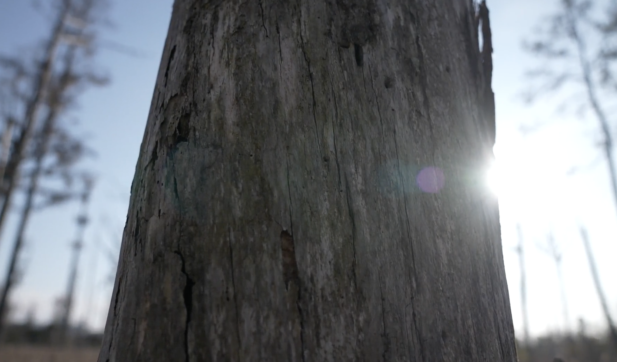 Tennessee state parks