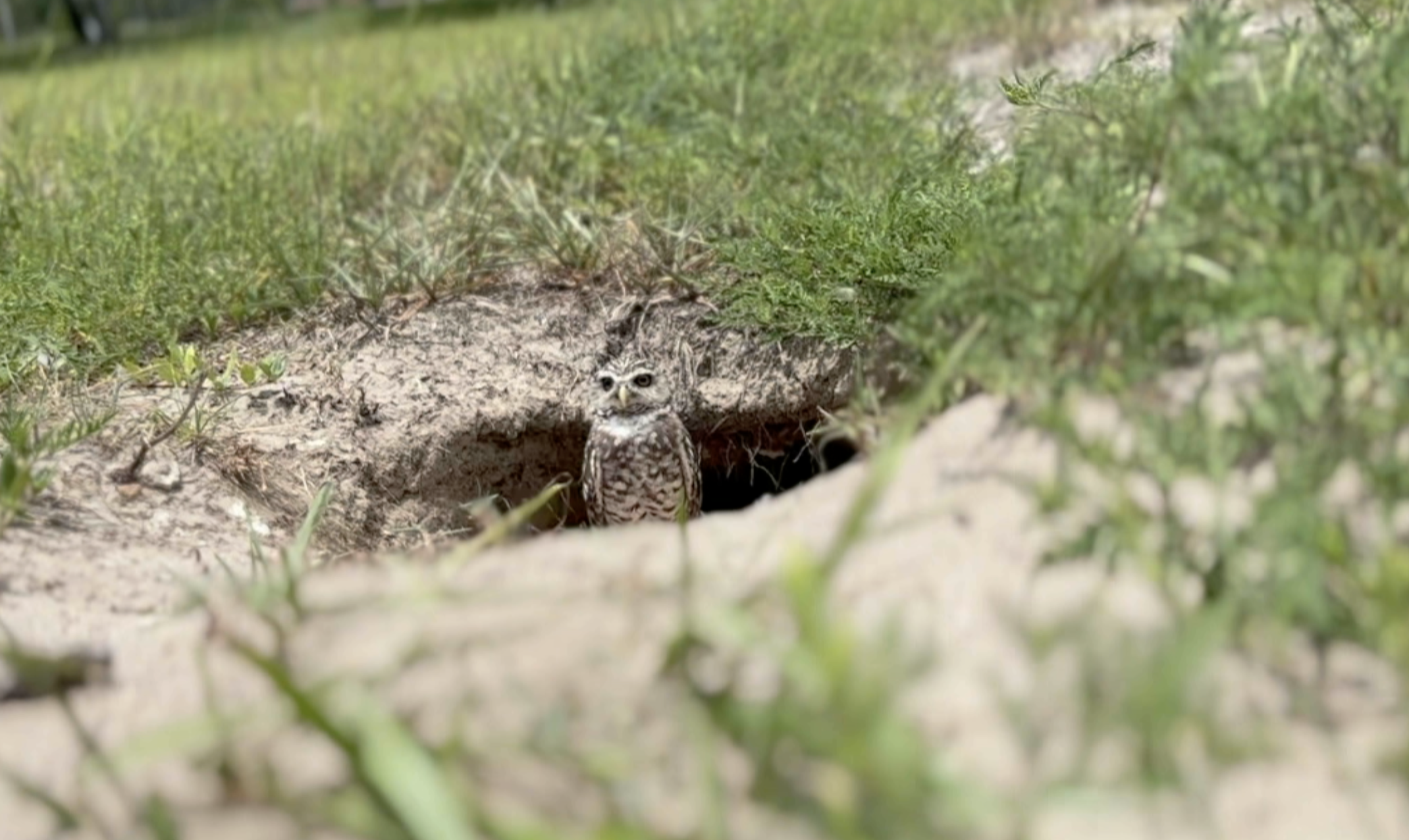 burrowing owl FAU Florida Atlantic University 07252025.png