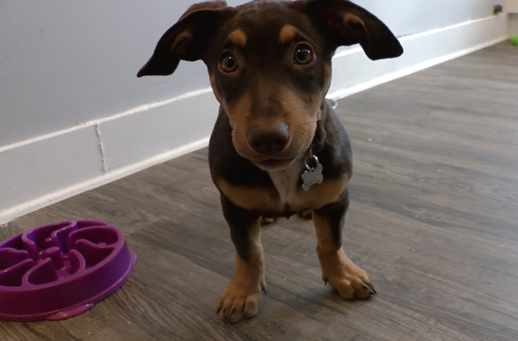Veterinarian Dr. RutAnn Lobos says pet owners often overlook oral health