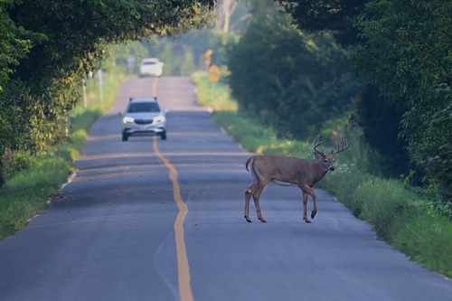 Stock image of a young buck walking across a road.