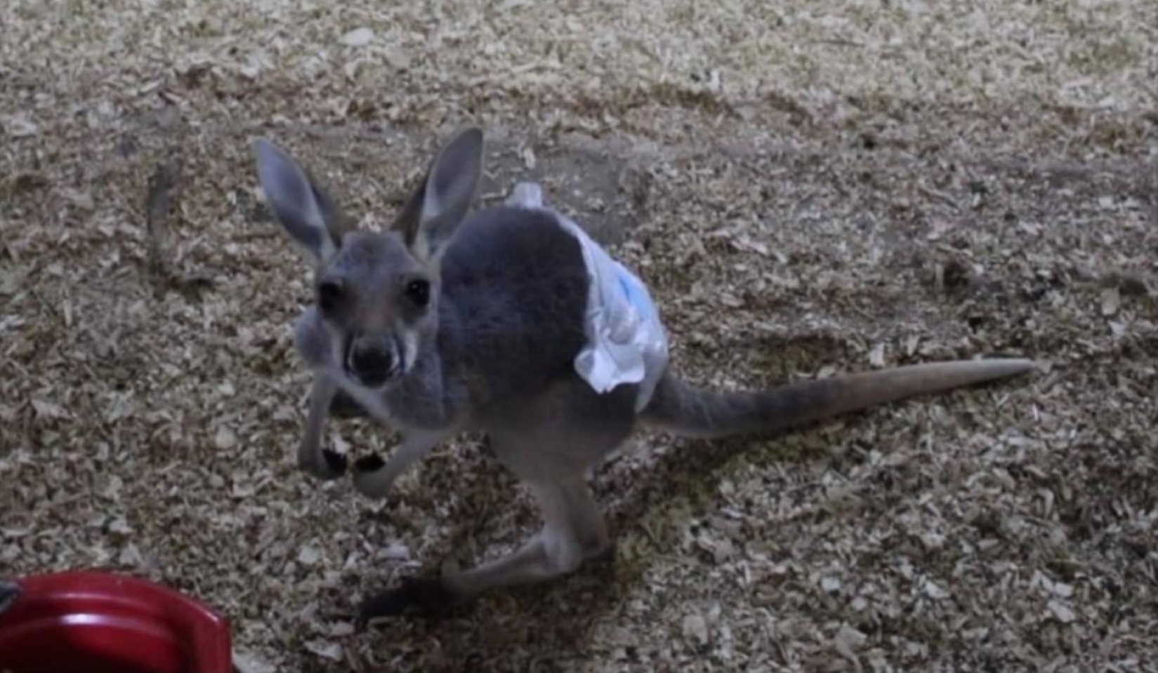 Kangaroo.jpg
